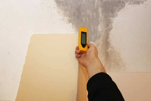 Best Mold Damage Restoration  in Webster, FL