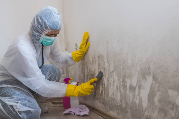 Best Black Mold Removal  in Webster, FL