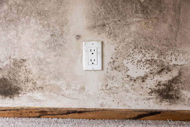 Best Environmental Consulting for Mold Prevention  in Webster, FL