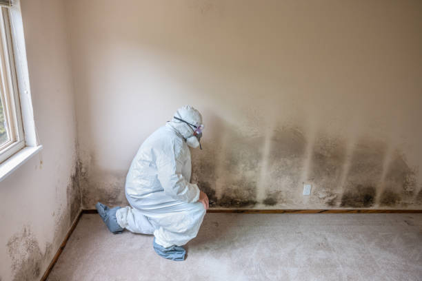Best HVAC Mold Inspection and Cleaning  in Webster, FL