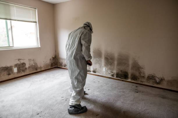Best Water Damage & Mold Remediation  in Webster, FL