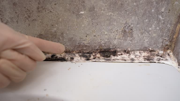 Best Asbestos and Lead Testing During Mold Inspection  in Webster, FL