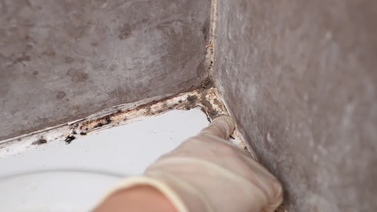 Best Post-Construction Mold Inspection  in Webster, FL