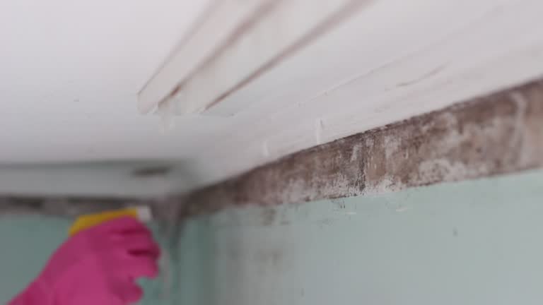 Environmental Consulting for Mold Prevention in Webster, FL